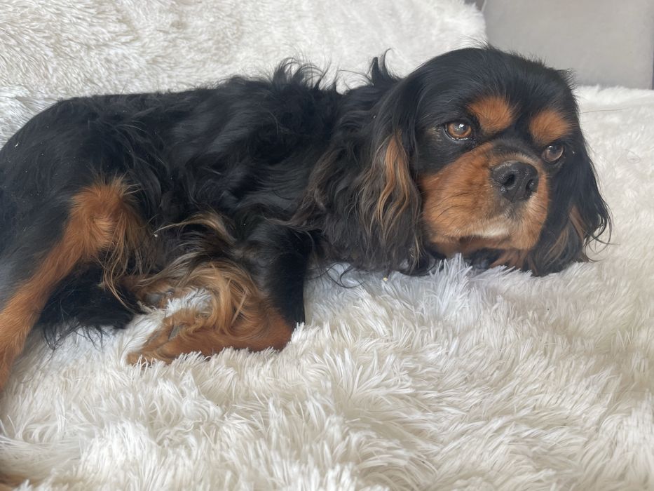 Cavalier King Charles Spaniel pies