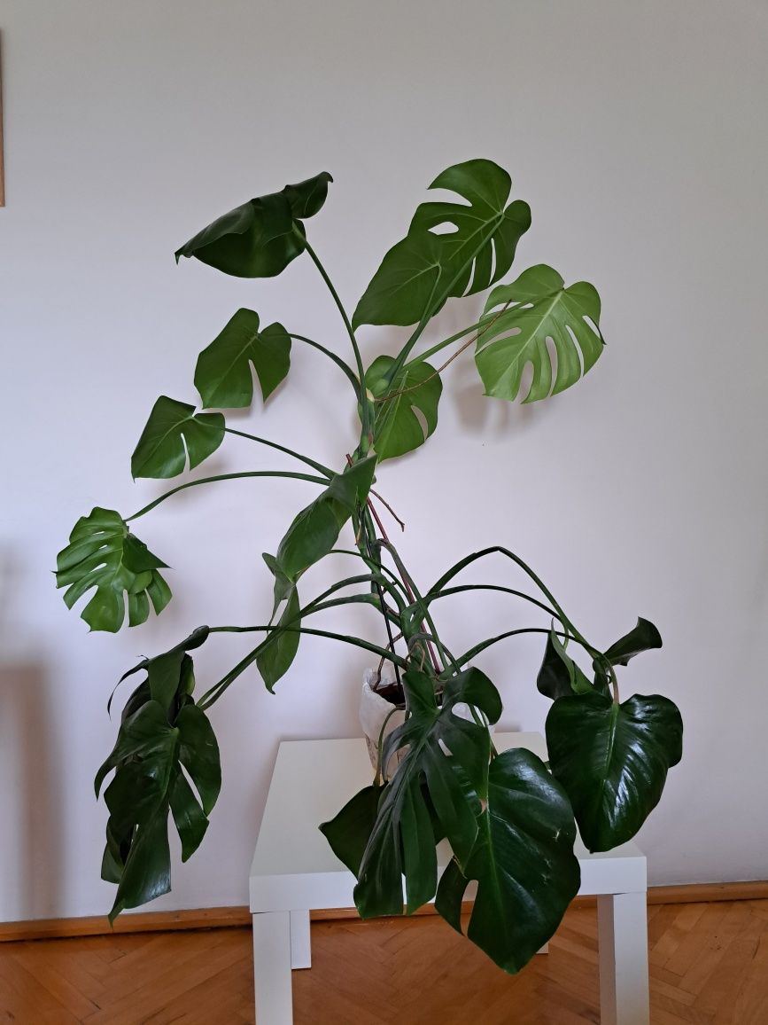 Monstera dziurawa - roślina