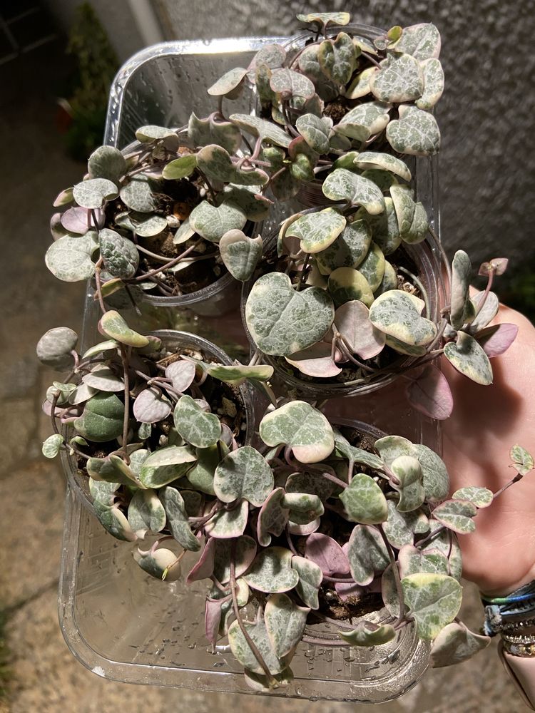 Planta String of hearts/Coração Emaranhado/Ceropegia Woodii variegata