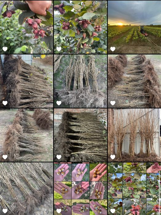 Szadzonki leszczyny orzechów laskowych WYSYŁKA