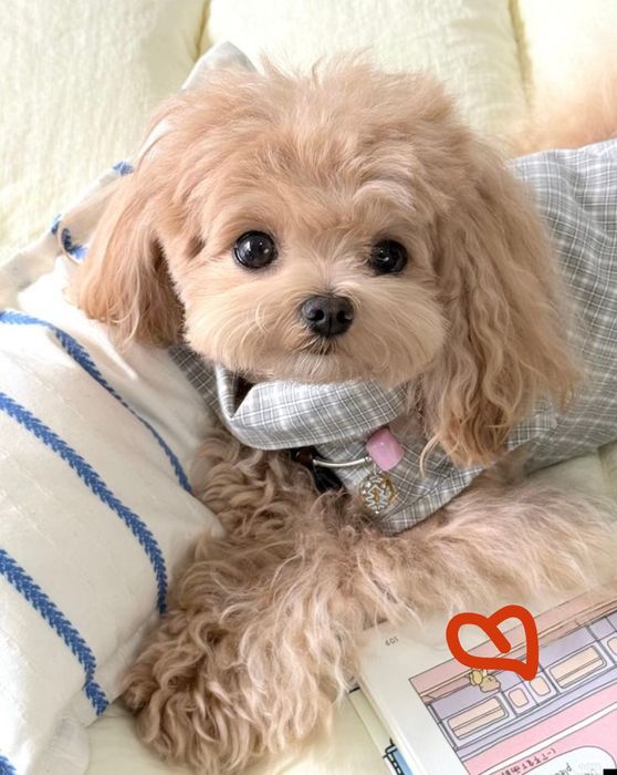 Розкішна маленька дівчинка та хлопчик ! Мальтіпу