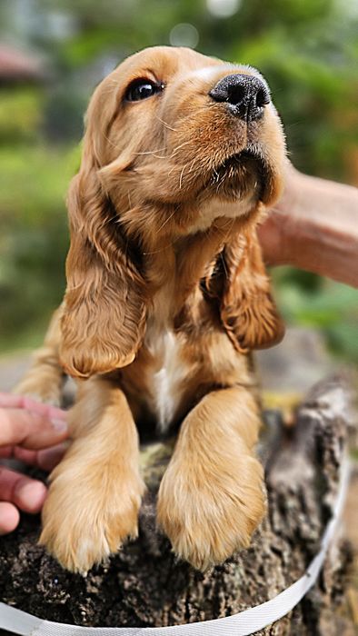 Cocker Spaniel Angielski, pieski, Rodowodowe szczenięta, gotowe,FILM