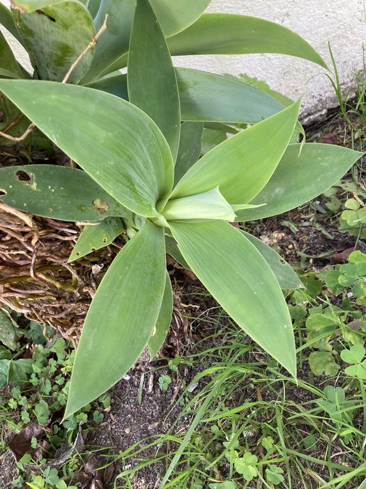 Agave Dragão Attenuata