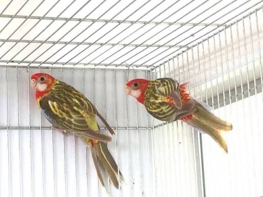 Casal de roselas roprodutor de 2020