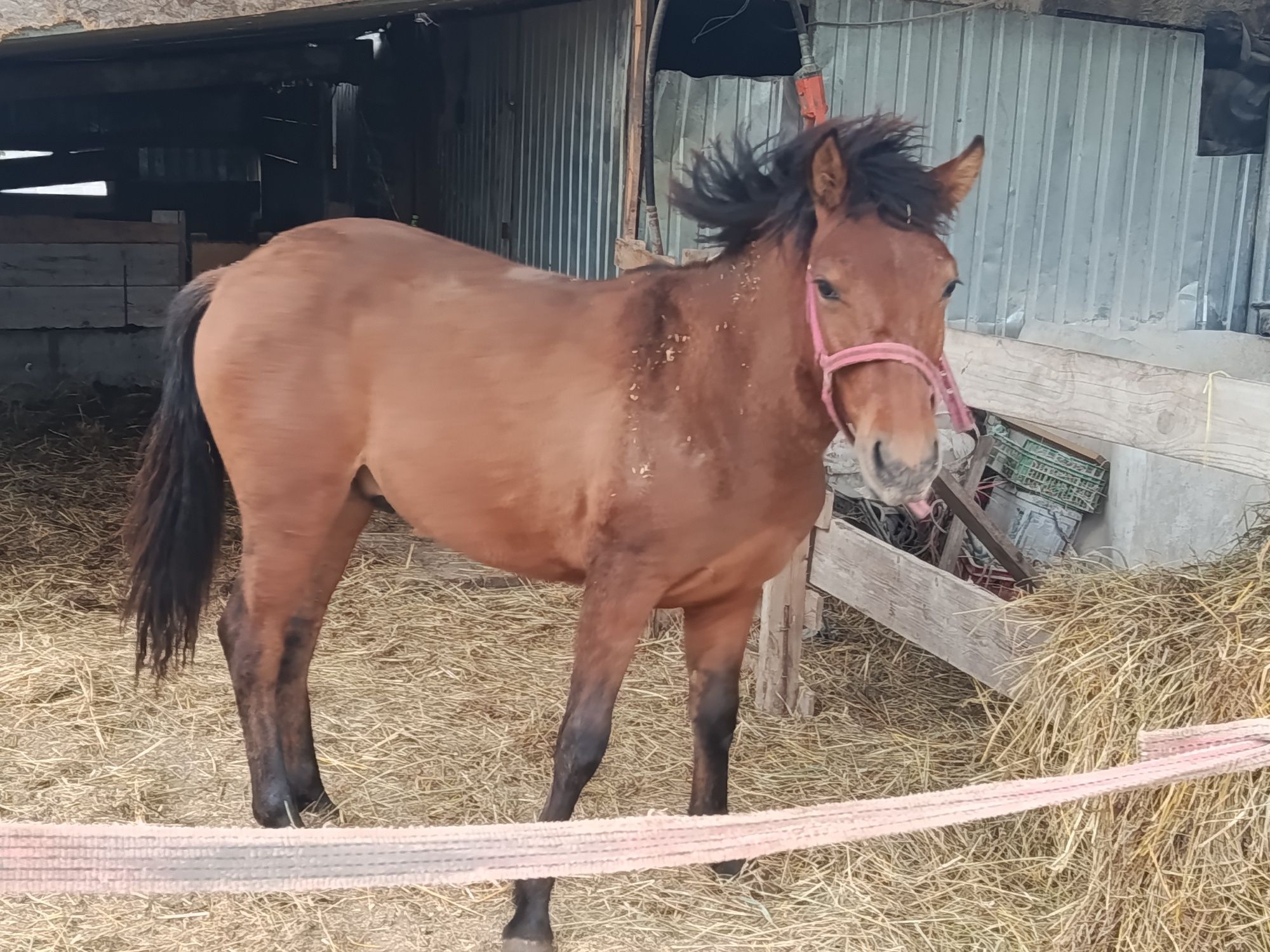Ogierek hucuł 1.5 roku