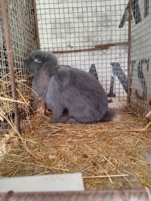 baran francuski niebieski