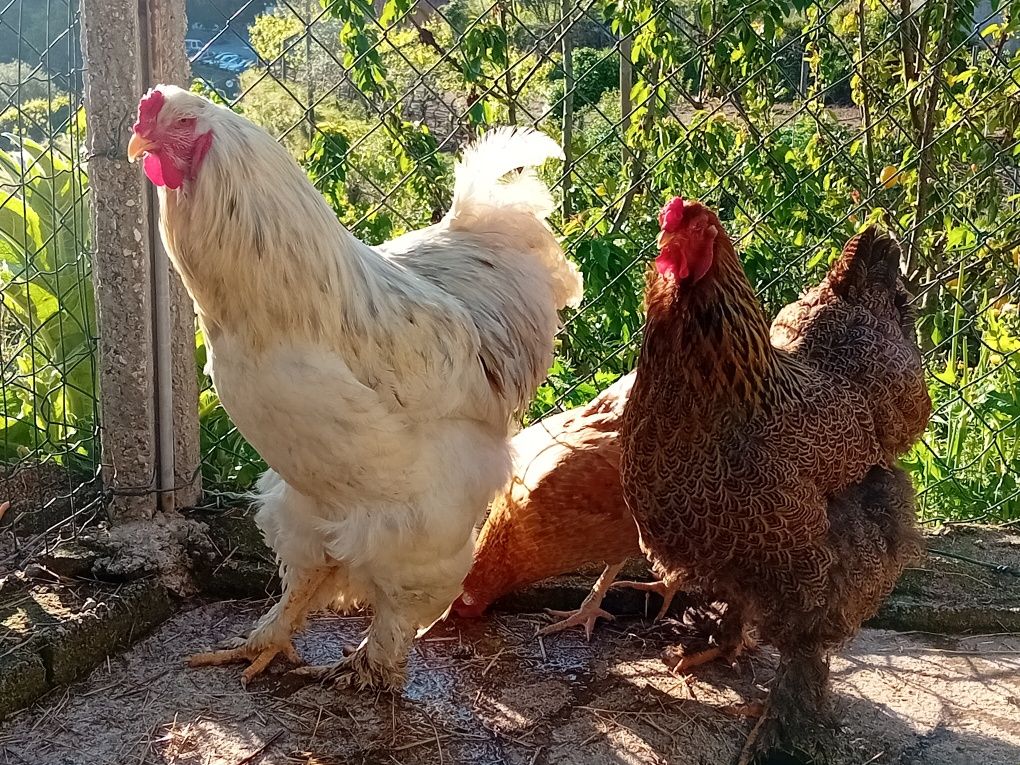 Galo Brahma branco