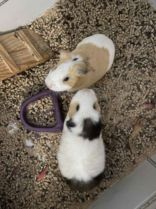 Świnki morskie dwie samiczki