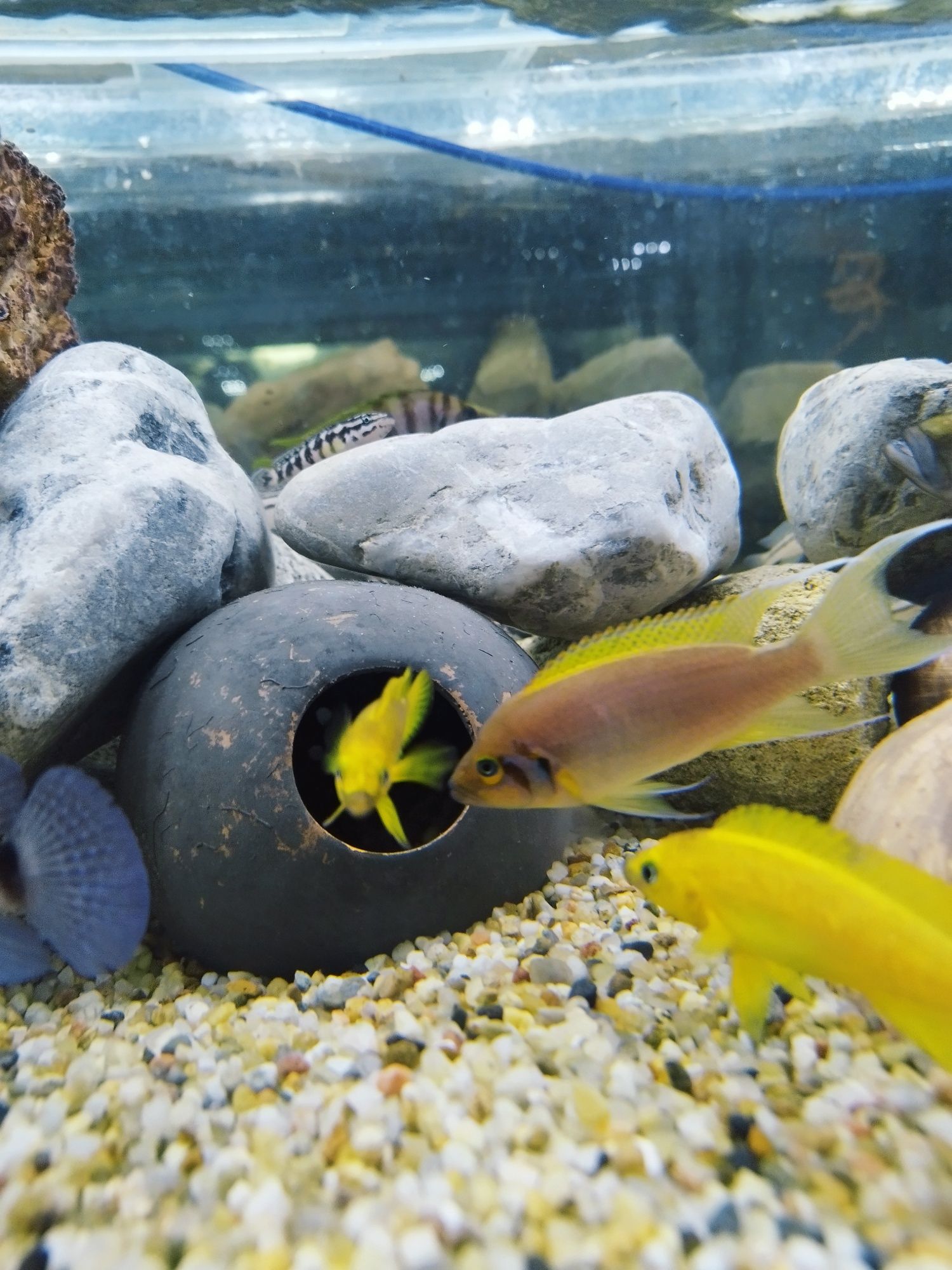 Neolamprologus pulcher księżniczka tanganika