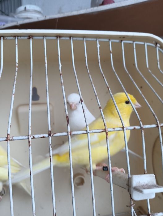 Vendo Canários novos