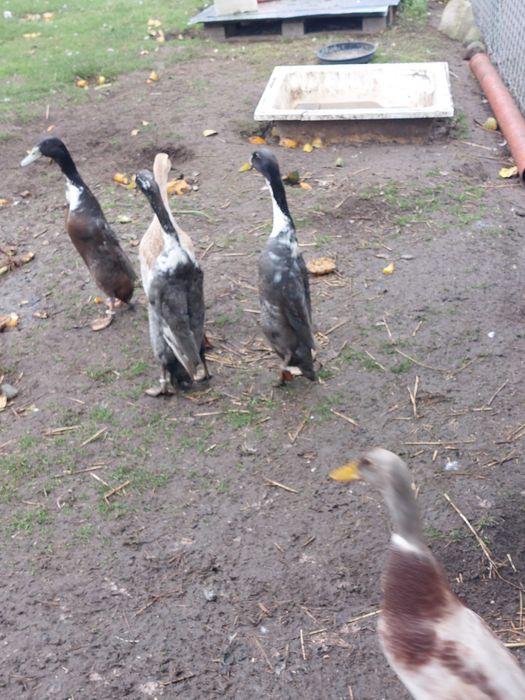 Zamienie kaczorka biegusa