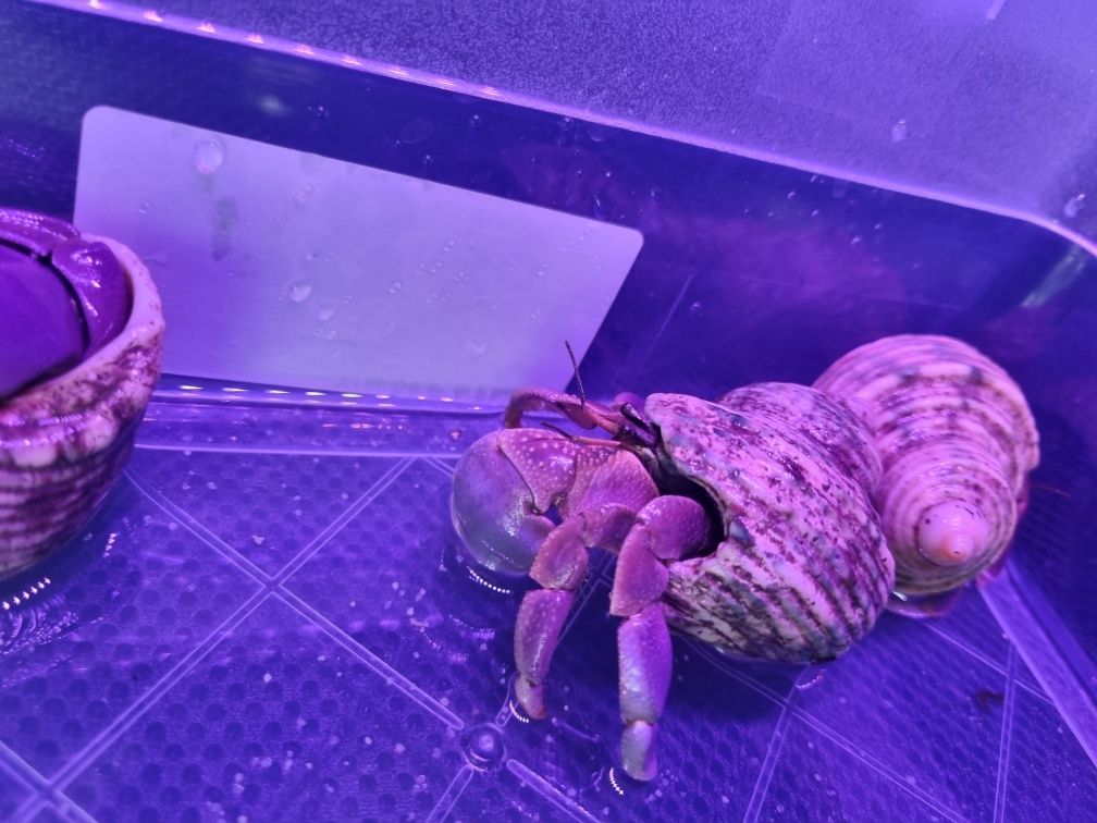Kraby pustelnik fioletowy lądowy Coenobita brevimanus XXL DUŻE!!