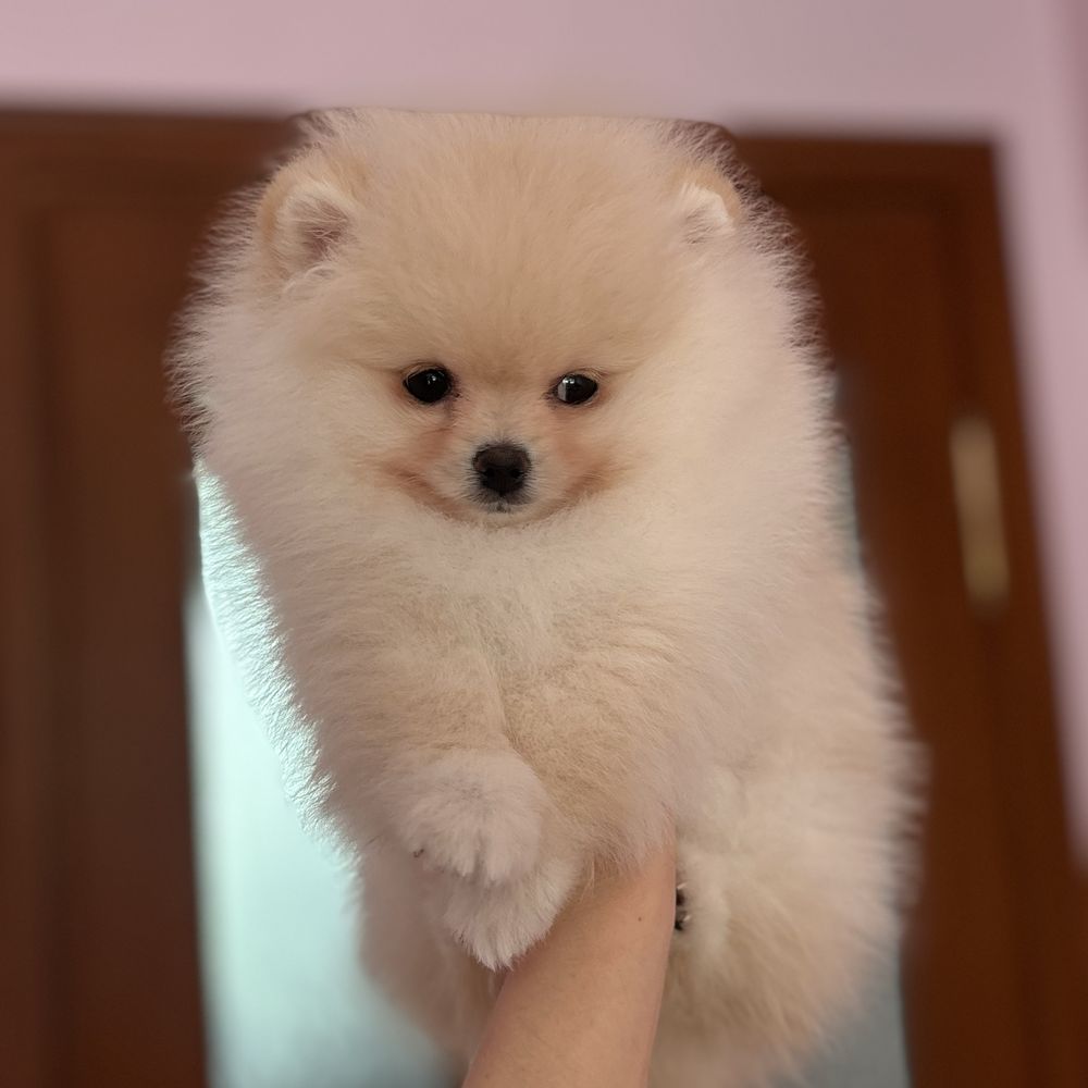 шикарний хлопчик шоу класу.