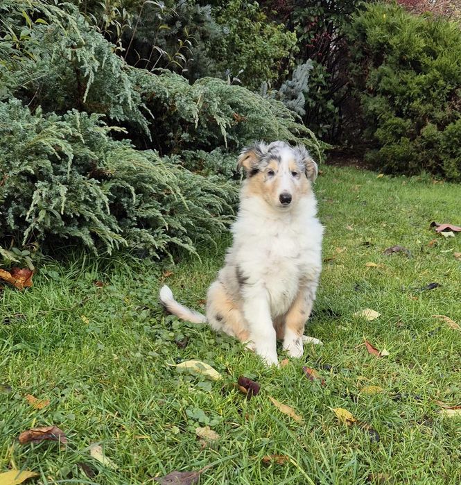 Owczarek szkocki długowłosy Collie, szczeniak gotowy do odbioru