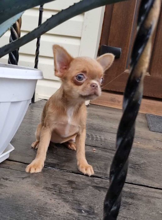 Солоденька цукерочка