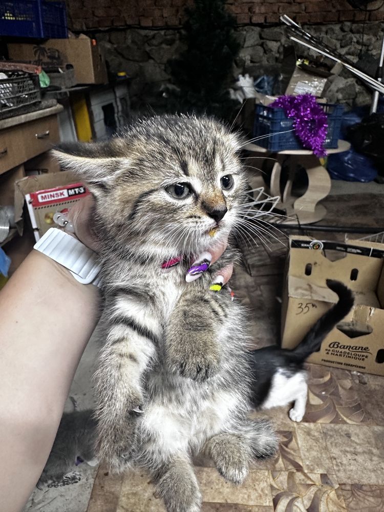 Котики безкоштовно віддам