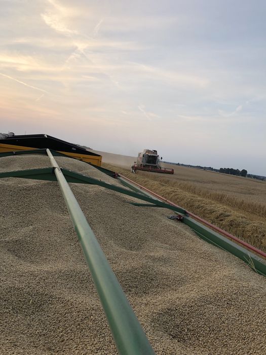 Jęczmień ozimy browarny Donau 300 TON żniwa 2025