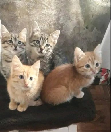 Четыре котенка срочно ищут дом