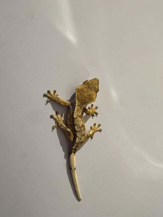 Gekon orzesiony, gekony orzesione