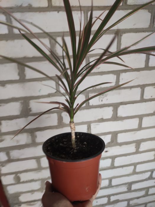 Продам  вкорінену драцену