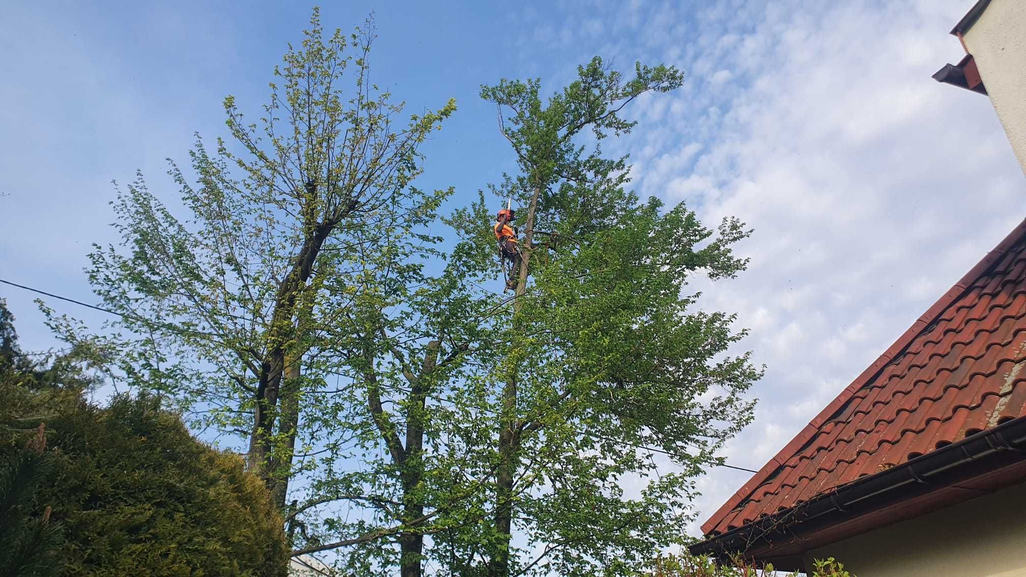 wycinka drzew metodą alpinistyczną prace wysokościowe frezowanie pni