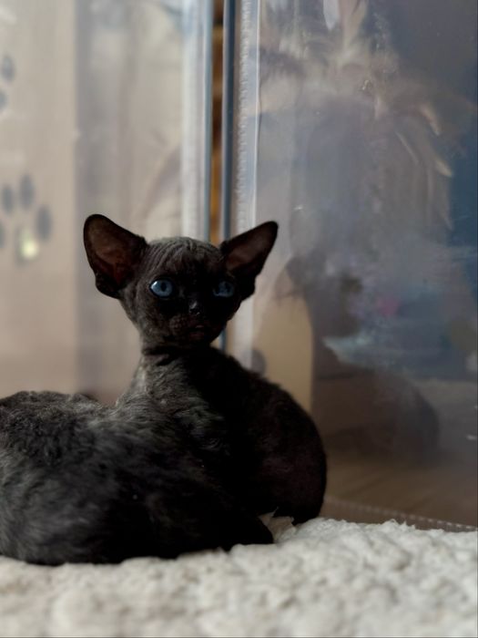 Cudowny kocurek Devon Rex Warszawa
