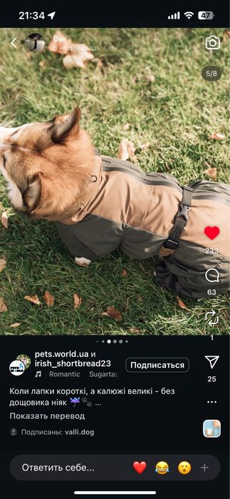 Комбінезон дощовик для собаки песика коргі такса