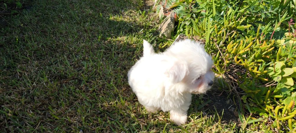 Bichon maltês criado em ambiente familiar disponível para entrega imed