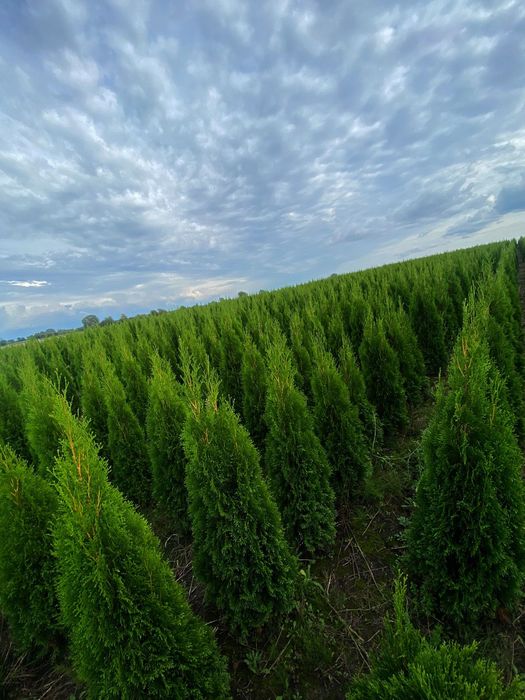 Tuja Szmaragd 120-200 cm Transport Sadzenie