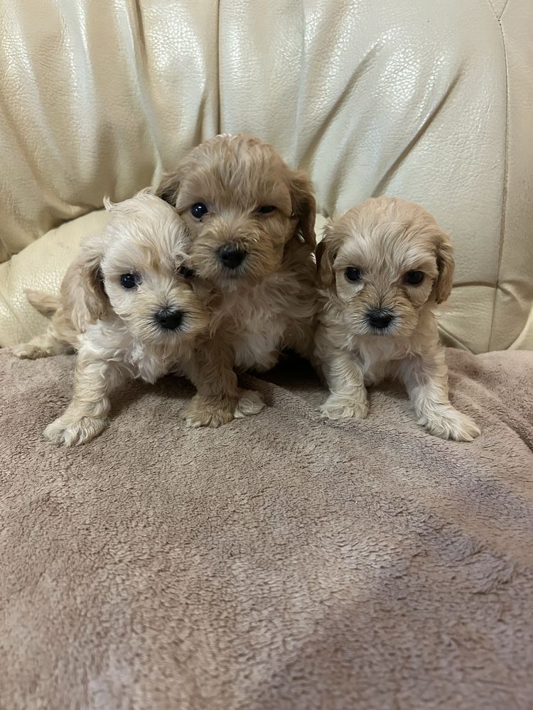 Piesek maltipoo F1
