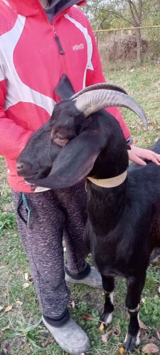 Продам дійну молоду козу нубійку від шестилітрової кози