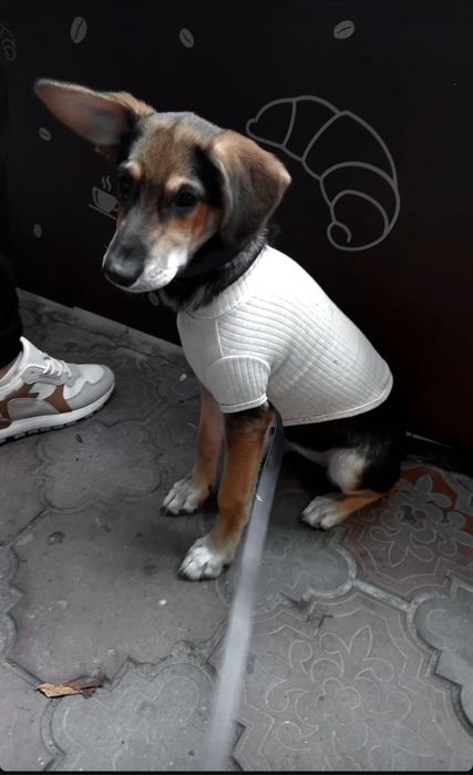 Отдам в добрые руки