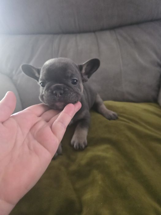 Bulldogue francês blue tan