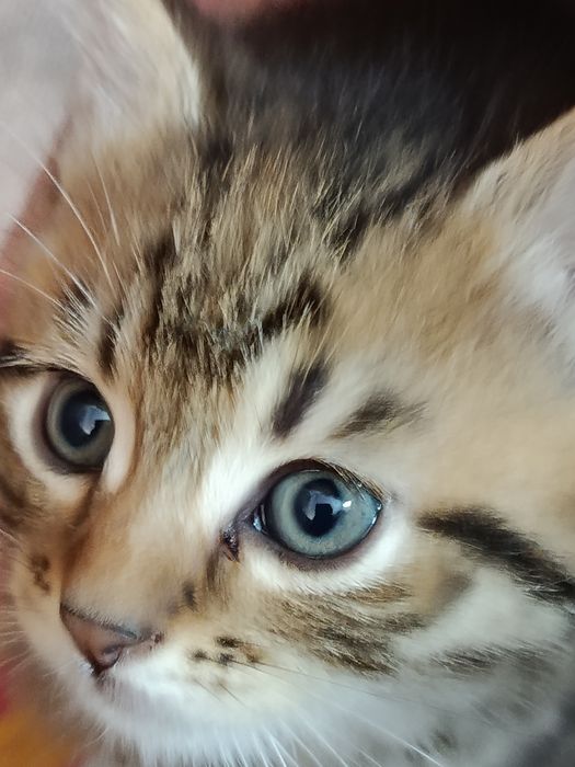 Кошенята у добрі руки