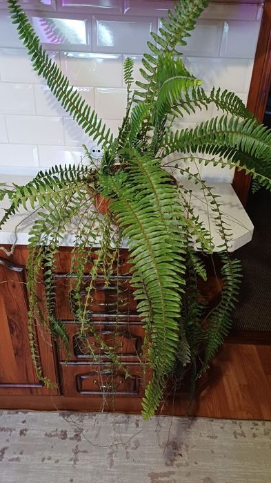 Папоротник диаметр 27 см