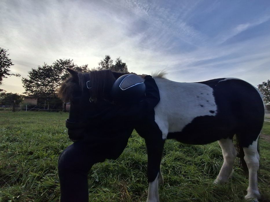 Kochany kucyk profesor