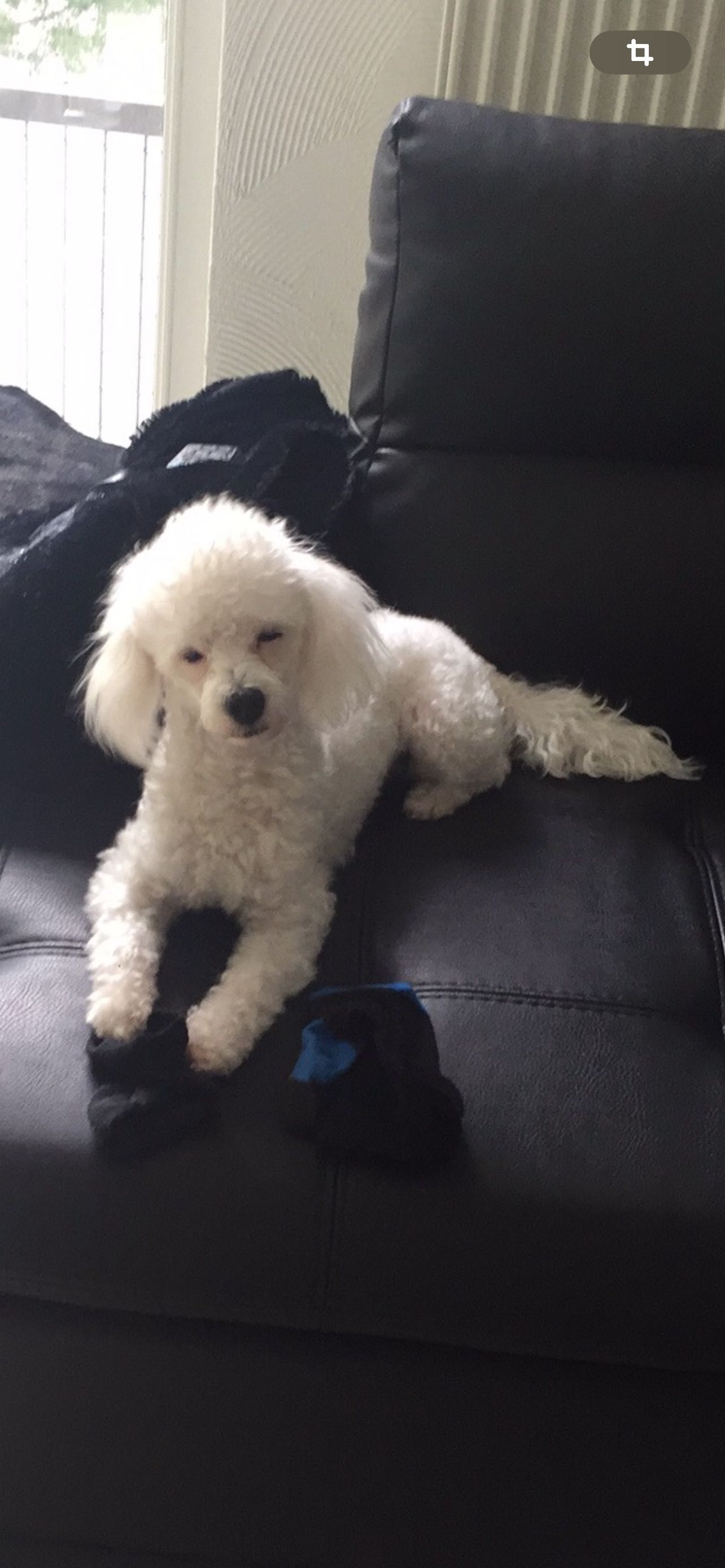 Caniche macho para acasalar