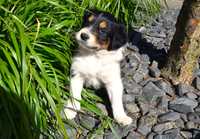 piesek Border Collie