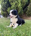 Border Collie - Suczka czarno-biała