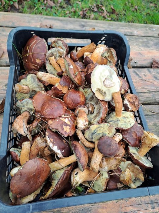 Sprzedam świeże grzyby 6kg