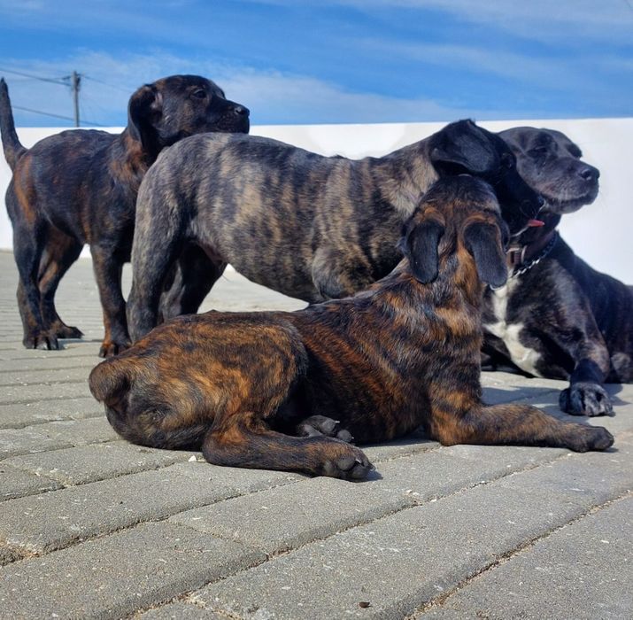 Cão de Fila de São Miguel