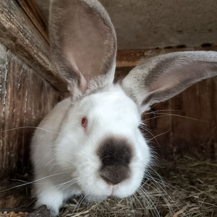 Кролики, кролі домашні мішаних порід, кітна самиця