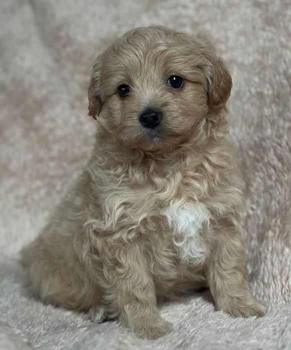 Мальтипу. Мальчик, девочка.