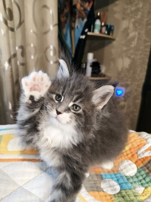 Бронювання котят породи Мейнкунів