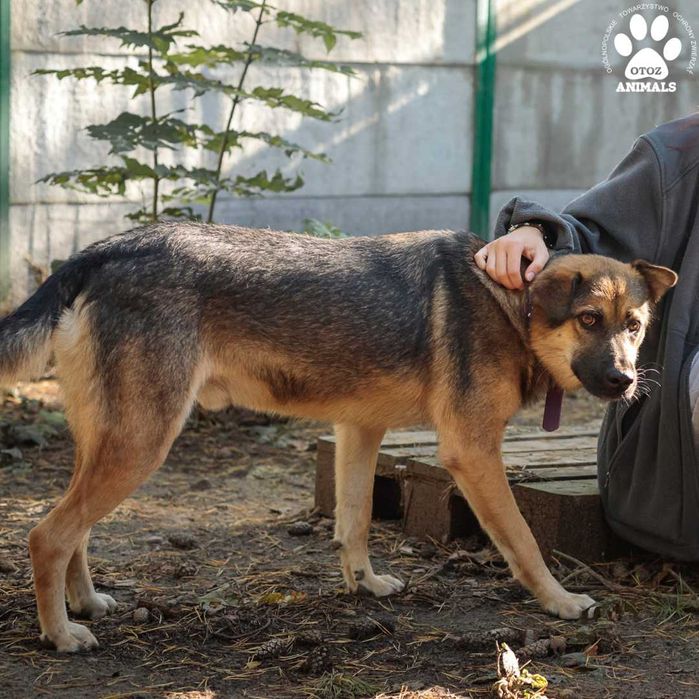 Lakuś - cudny psiak szuka domu!