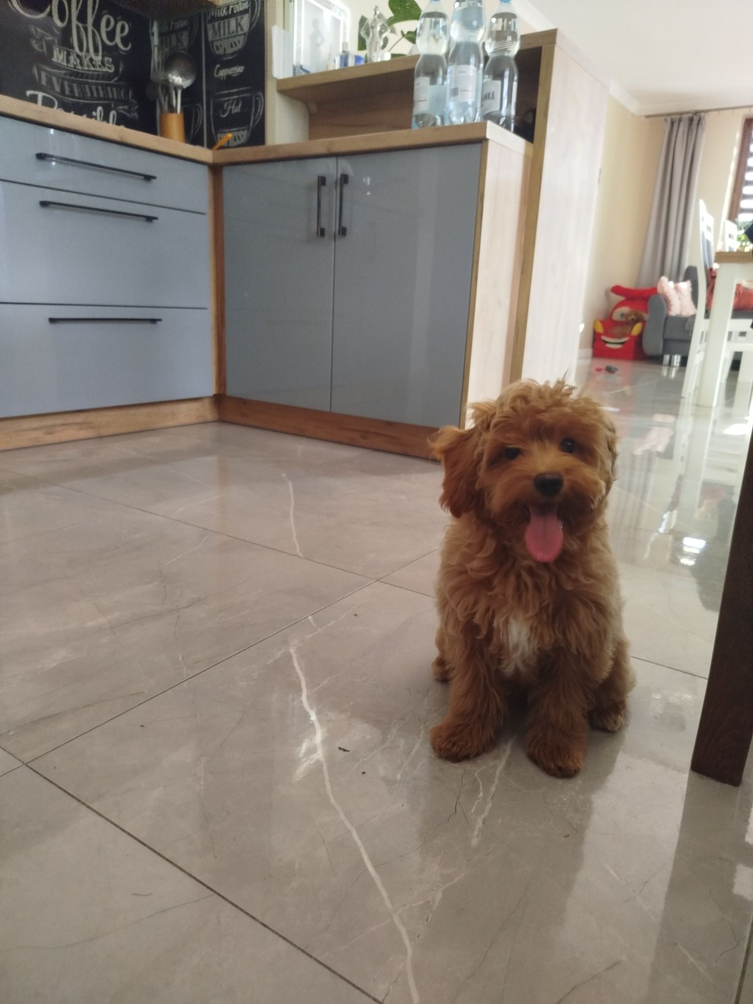 Śliczny piesek Maltipoo