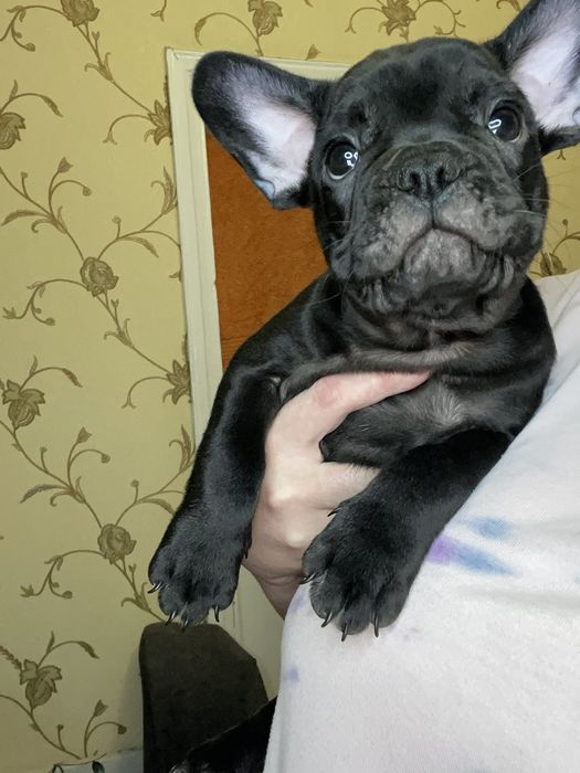 Продам щенков  французского бульдога