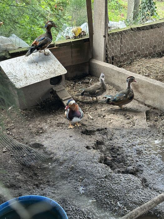 Pato mandarim nascido este ano