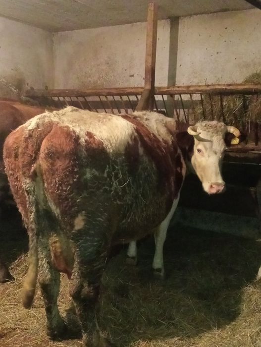 Krowa cielna 7 miesięcy