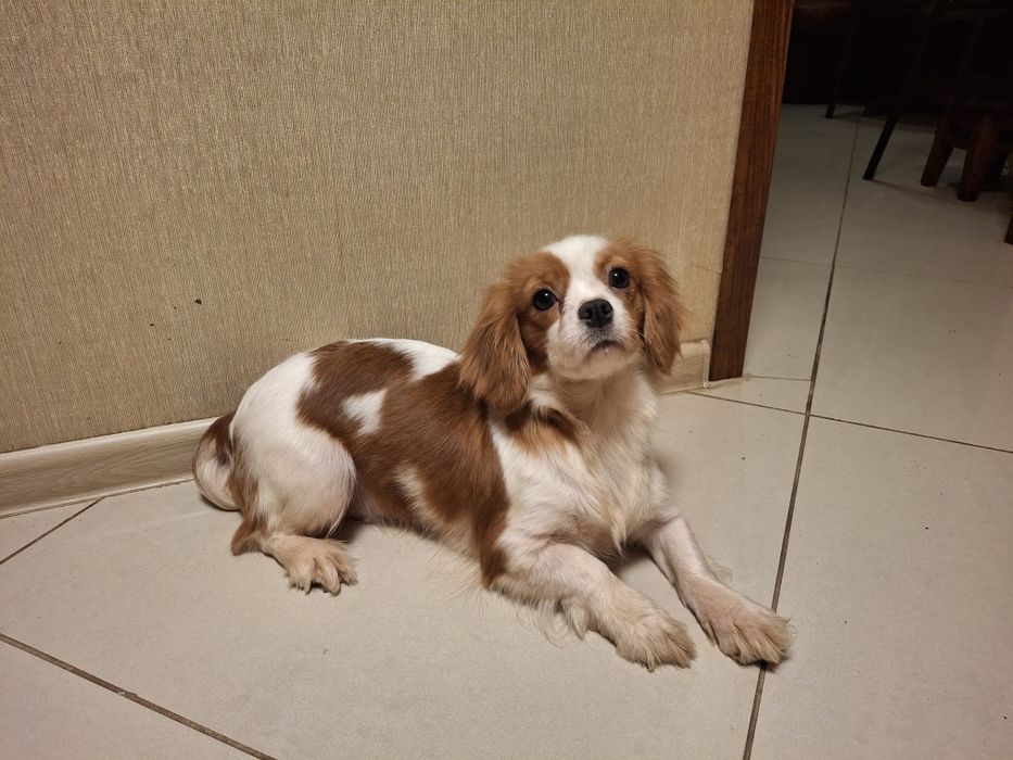 Продам девочку подростка Кавалер Кинг Чарльз Спаниель.